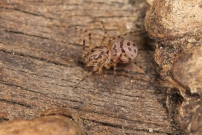 La Scytie ou l'Araigne cracheuse. Une femelle (Araneae - Scytodidae - Scytodes thoracica)